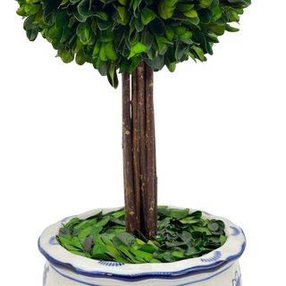 Boxwood Ball Topiary Tree