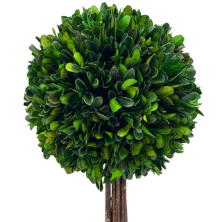 Boxwood Ball Topiary Tree