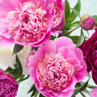 Magic Magenta Paint by Numbers Kit